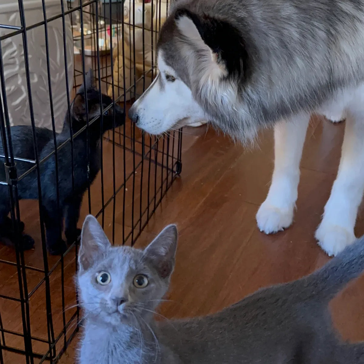 A wide-eyed grey kitten in the foreground with a black kitten inside a playpen, a husky watching over them.